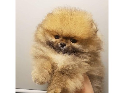 Teddy bear pomeranian yavruları