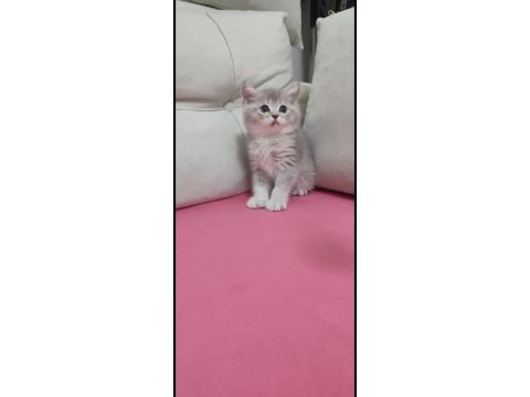 Uyguna british shorthair erkek yavrumuza yuva