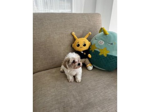 Kore maltese
