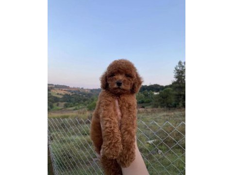 Red brown kore poodle