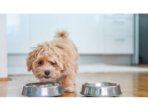 Muhteşem f2 maltipoo bebekler