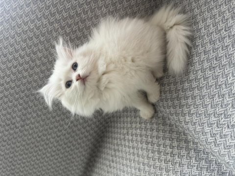 British longhair 2 aylık dişi