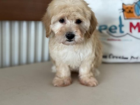 Petmode  köpek çiftliğinde ziyarete açık maltipoo