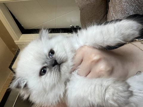British longhair dişi