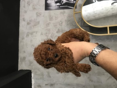 Toy poodle kilo ve boy garantili