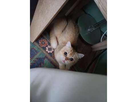 1 yaşında kısırlaştırılmış dişi british shorthair
