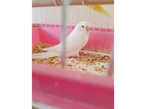 Dişi kırmızı göz yavru muhabbet kuşu