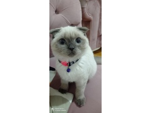 Scottish fold blue point