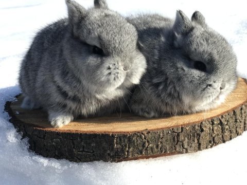 Cüce bebeklerimiz (chinchilla)