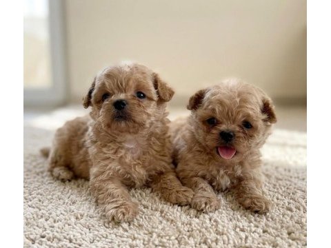 Ankarada ziyarete açık tea cup kore maltipoo