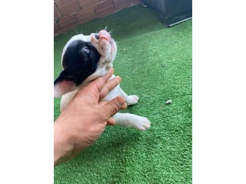 French bulldog yavrular ırk sağlık garantili