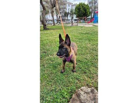 4 aylık son kalite üst düzey malinois