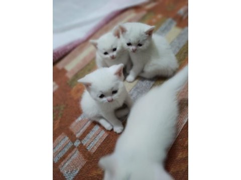 British shorthair 40 günlük