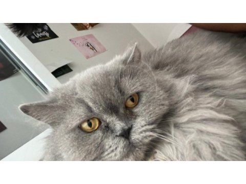 Kısır dişi british longhair