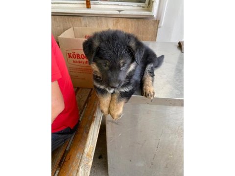 Alman kurdu yavru köpekler