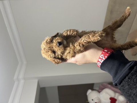 Yavru toy poodle