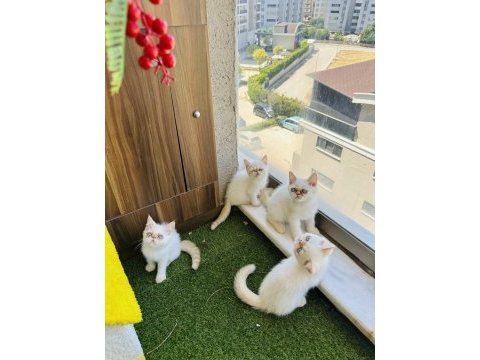 Exotic shorthair iran persian show bebekler
