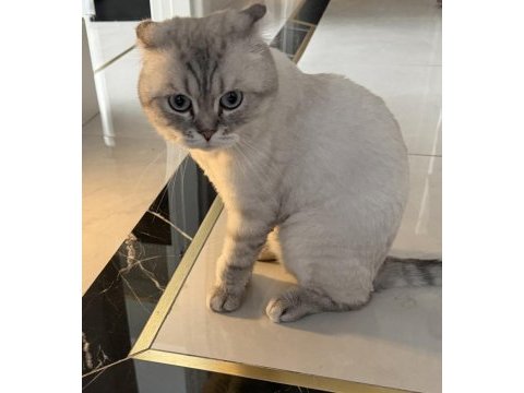 Kedimiz doby yuvasını arıyor