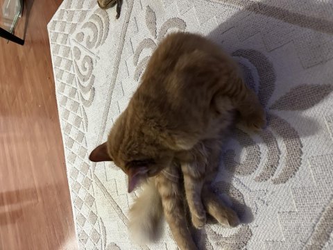 Kısır erkek tarçın sarman