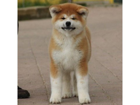Japon akita yavrularımız