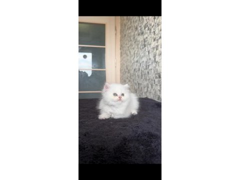 Erkek british longhair