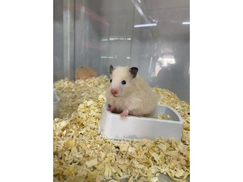 Adrese teslim hamster şubemiz mark antalya çok yakın