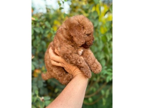Cep boy toy poodle yavrularım