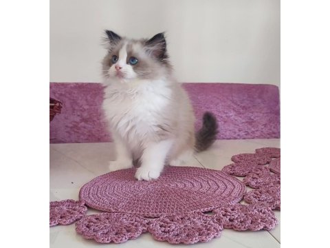 Orijinal ragdoll bebekleri