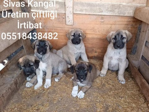 Merkez kangal üretim çıftlıgınden satılık kangallar