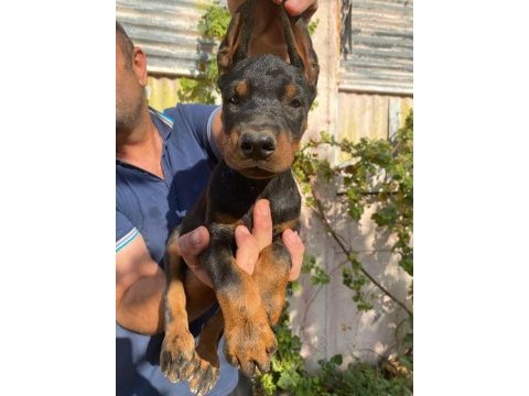 A şecereli anne ve babadan üst düzeyde kaliteli dobermanlar