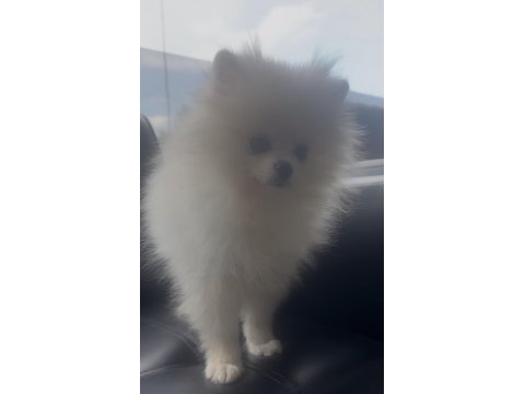 0 numara 5 aylık dişi pomeranian