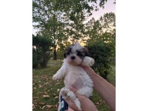 Yavru shih tzu sahiplendirilecek