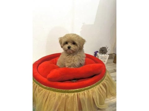 Baby face maltipoo yavrularımız