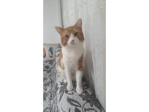 Konak zeyntinlik tekir