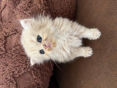 British longhair yavru kediler