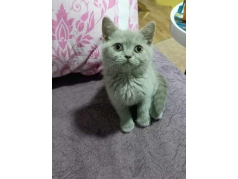 Yeni yuvalarına gitmeye hazır british shorthair kediler