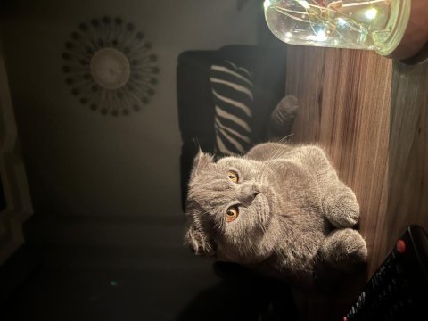 Acil scottish fold erkek