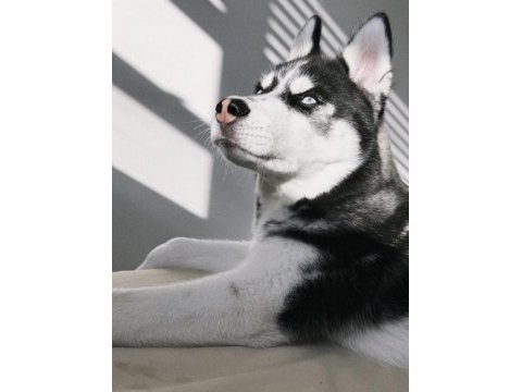 Husky safkan