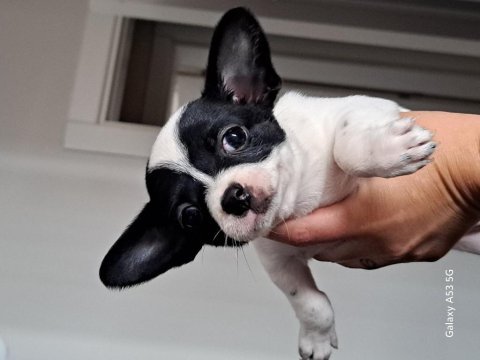 Chihuahua yavrular