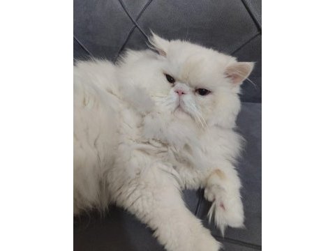 Kedimiz yıldız için ömürlük yuva arıyoruz