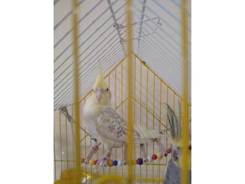 Giresun satılık sultan papağanı