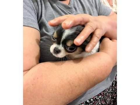 Mini boy erkek chihuahua | aşıları tam | ev üretimi