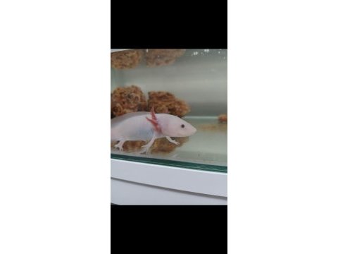 Acil satılık leucıstıc axolotl yem ve akvaryumla bırlıkte