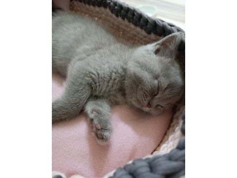 British shorthair 3 aylık erkek dişi yavru