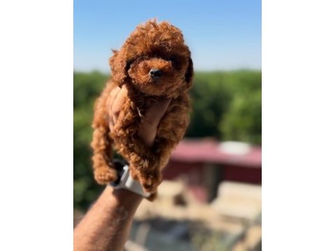 Show kalite miniboy poodle