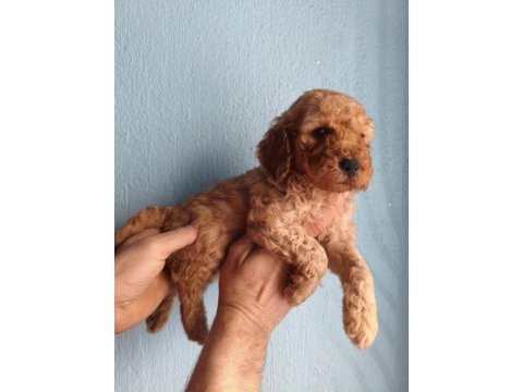 Toy poodle yavrular ırk sağlık garantili