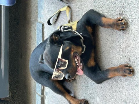 Alman ırkı rottweiler anne baba fotosuda atılacaktır