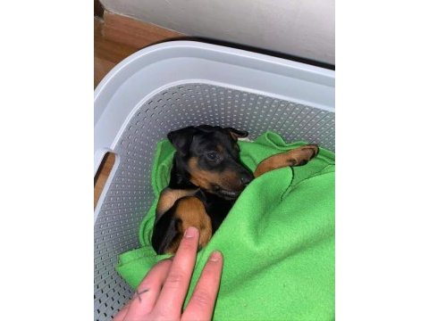 Dişi doberman 50 günlük