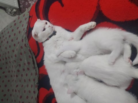 Sahibinden beyaz scottish fold