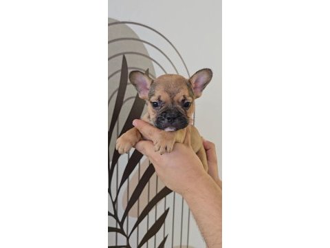 Ev ortamında bakılan renkli gözlü french bulldog yavrularım